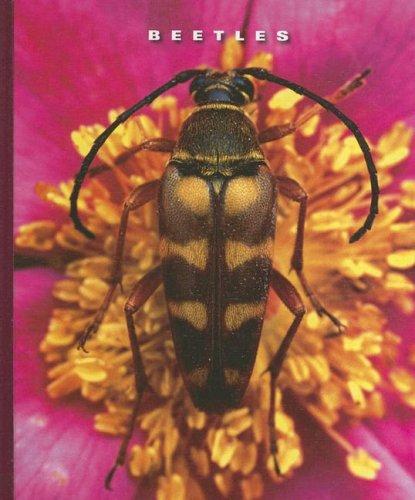 Cover image for Beetles (The World of Insects)