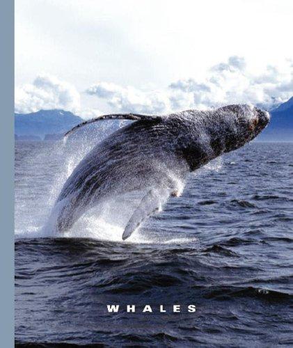 Cover image for Whales (World of Mammals)
